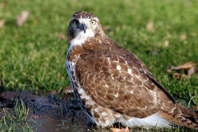red hawk in the wild