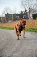 bordeaux dog on a rural road