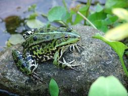 Frog on stone