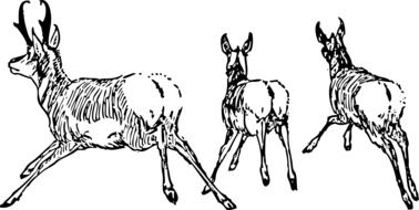 Antelope Animals Running drawing