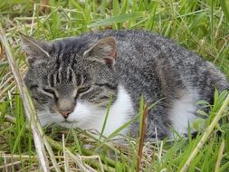 cat falling asleep in the grass