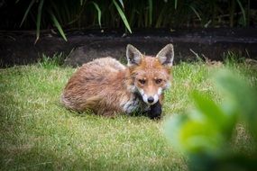 brown fox in the garden