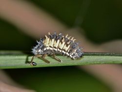 closeup picture of a lady beetle pupa on a grass