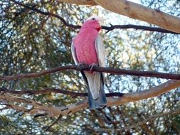 galah sits on a branch in Australia