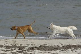 Golden Retriever Dogs on the Beach