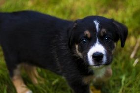 adorable puppy in the garden