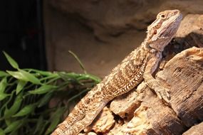bearded lizard