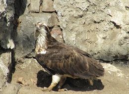 bird of prey in a stone landscape