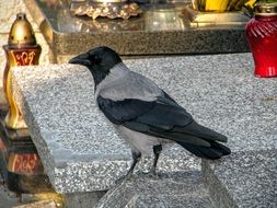 Crow The Tomb