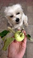 person giving apple to dog