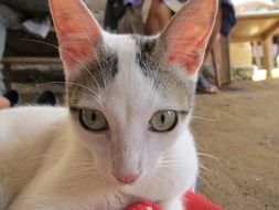 domestic cat with big ears