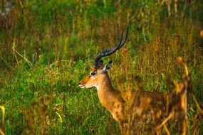 living dear in the wildlife in Africa