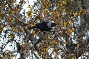 tui bird