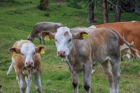 colorful calves in the pasturee