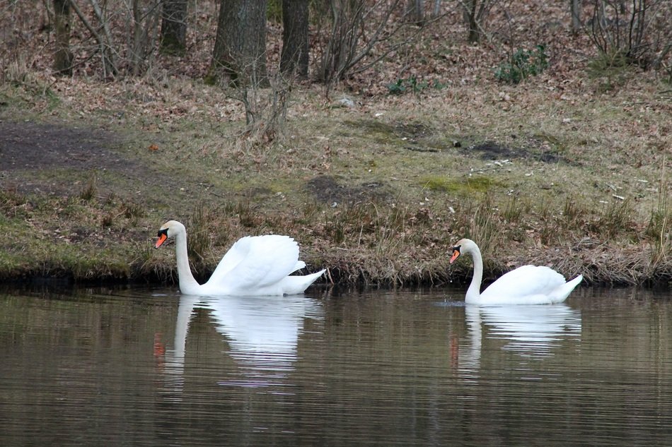 swan swim on the lake near the shore