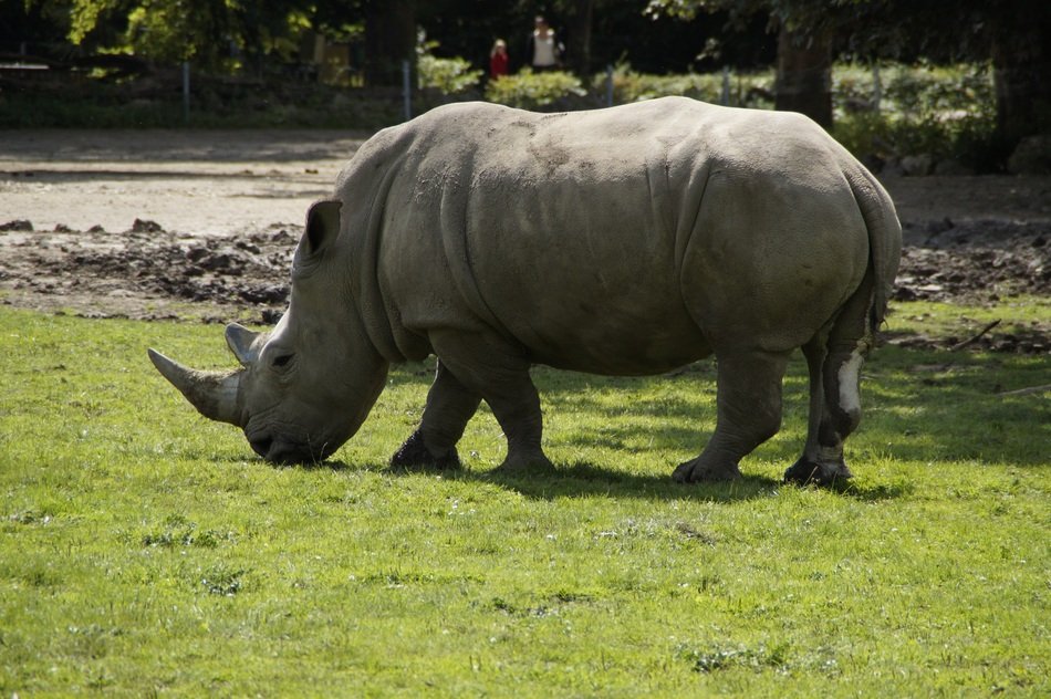 Rhino on the meadow