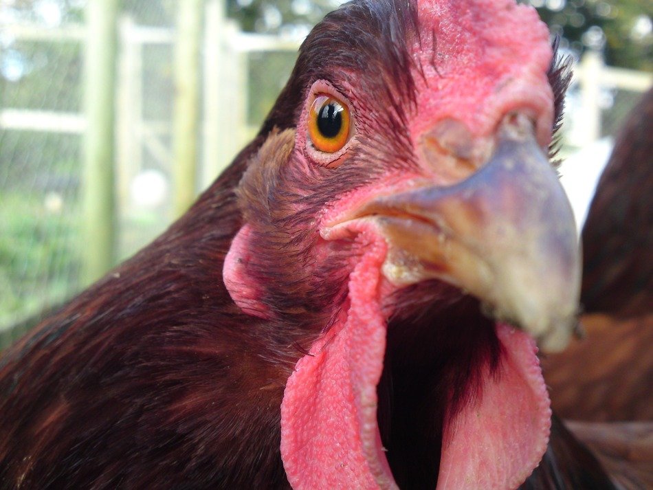 dangerous chicken look