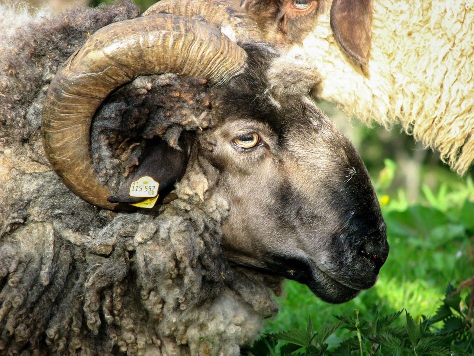 Picture of the Sheep