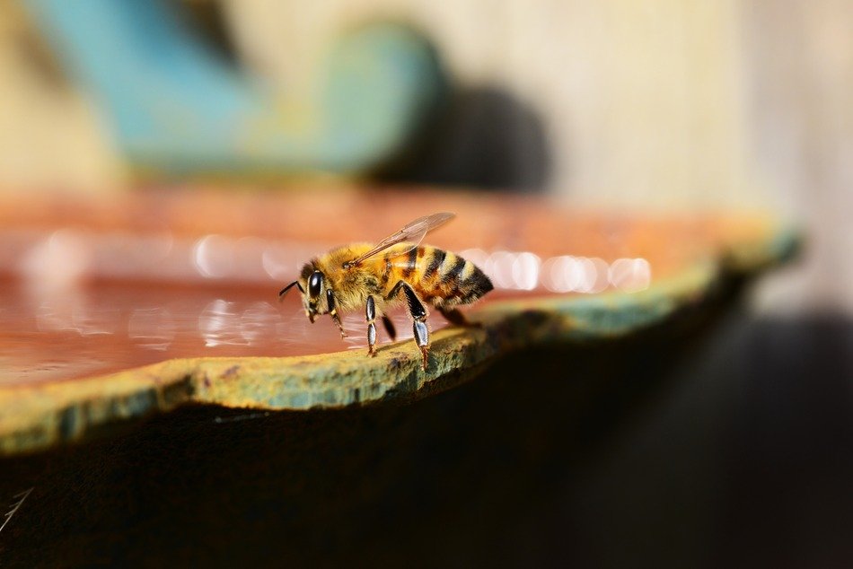 Black and yellow bee sats down on a bowl of honey