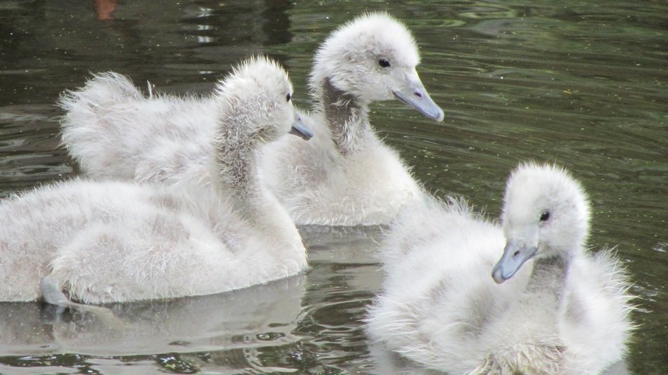 birds with white plumage