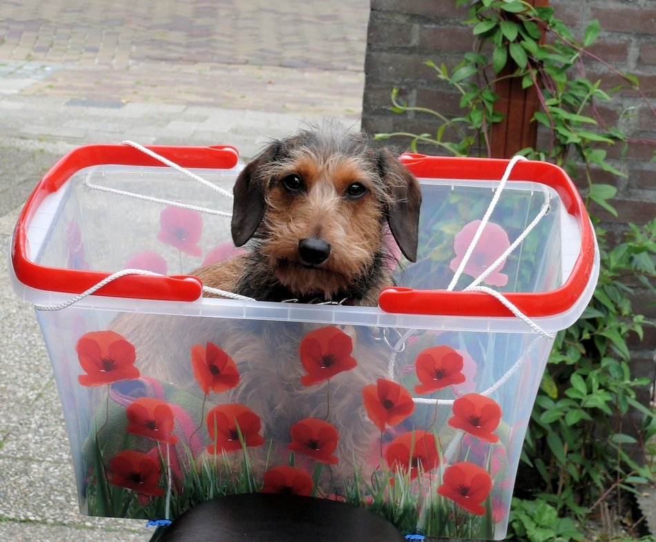 Kaninchen Dachshund dog