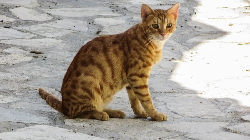 beautiful and amazing Stray Kitten