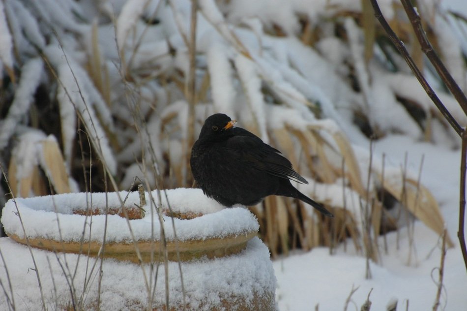 black bird among the snowy nature