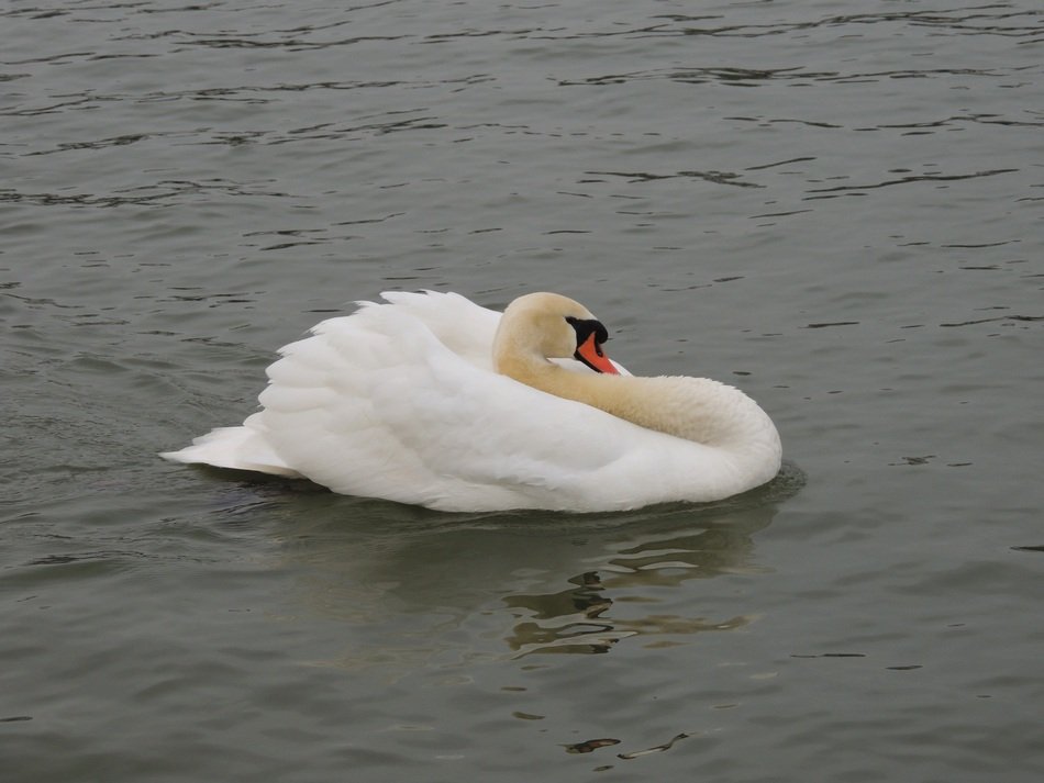 white swan in Versailles
