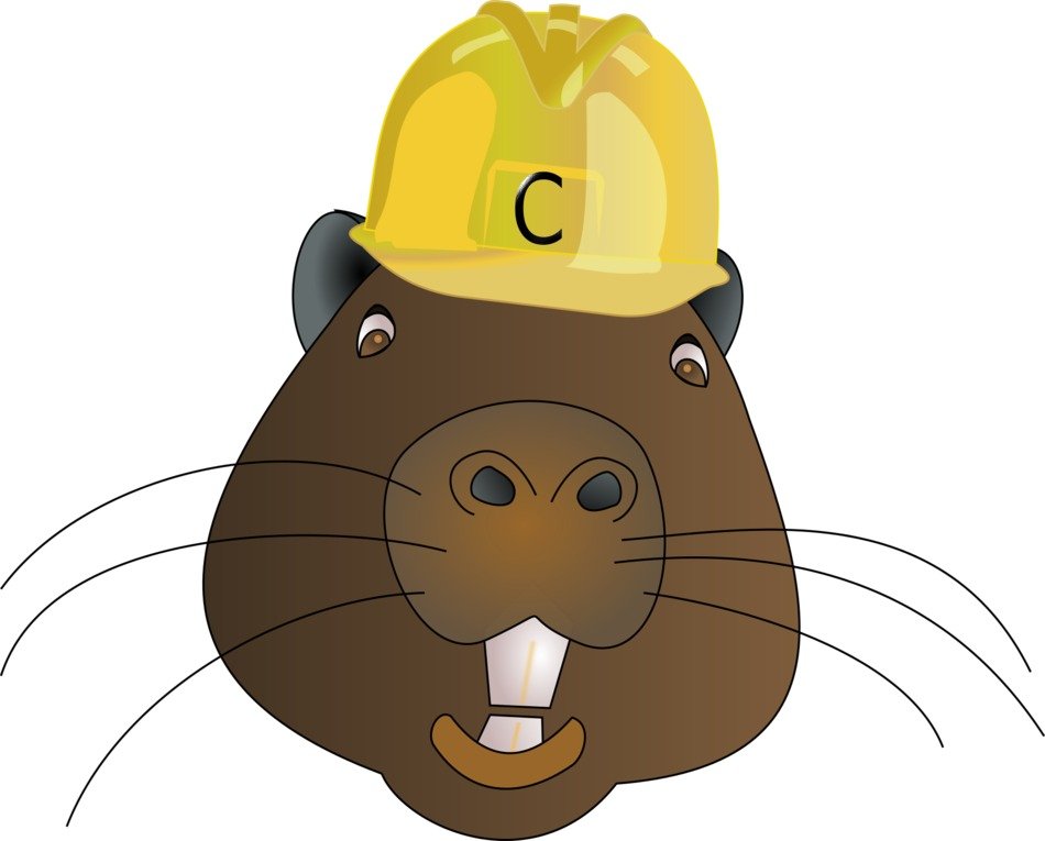 beaver in helmet