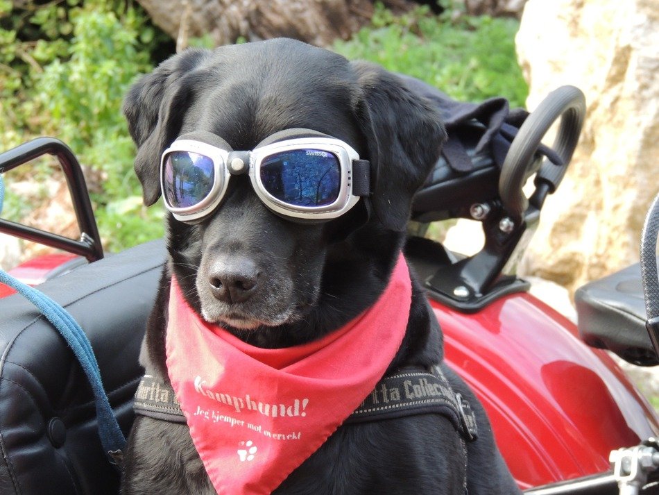 Dog on a bike