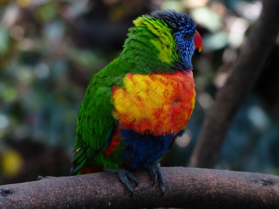 cute colorful parrot like rainbow