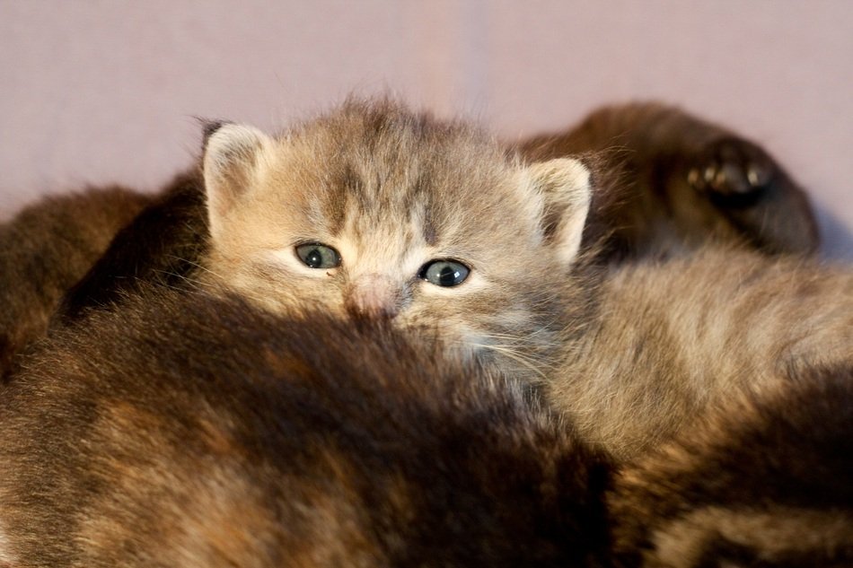 Lots of kittens