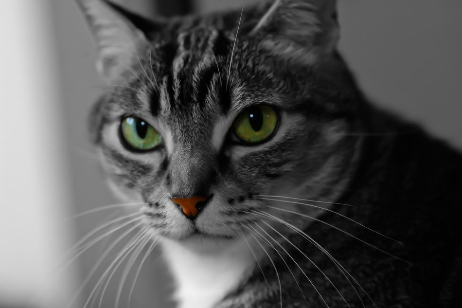 Grey domestic cat with green eyes