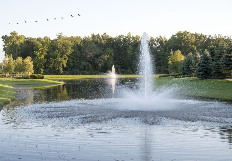 Ducks are flying over the fountain