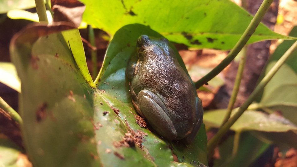 beautiful and amazing Frog