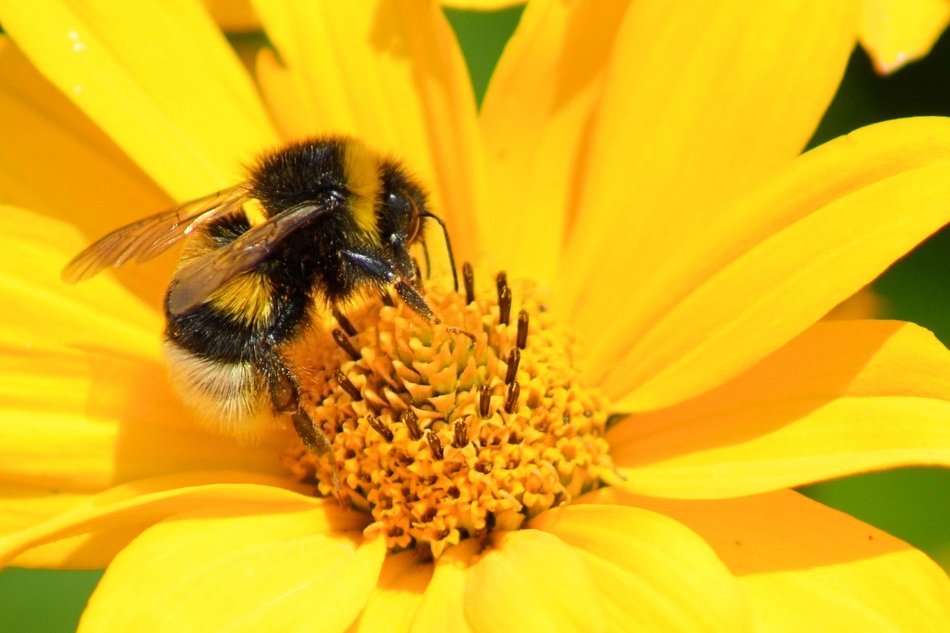 bumblebee feeding on yellow blossom