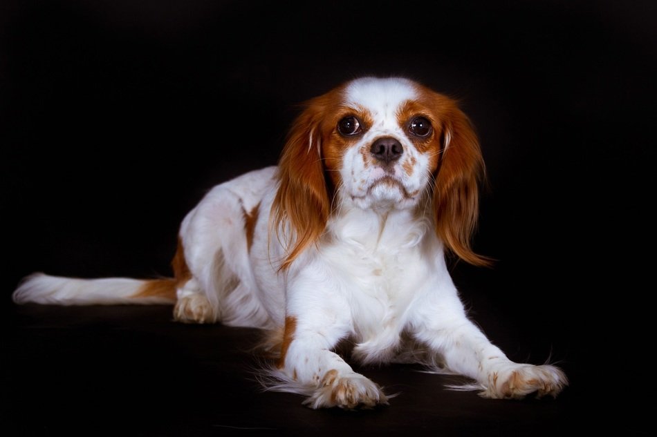 bi color Dog at darkness, King Charles Spaniel