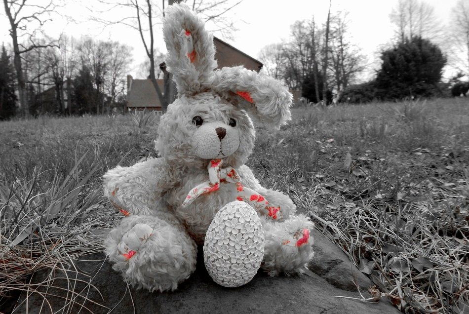 cute soft hare