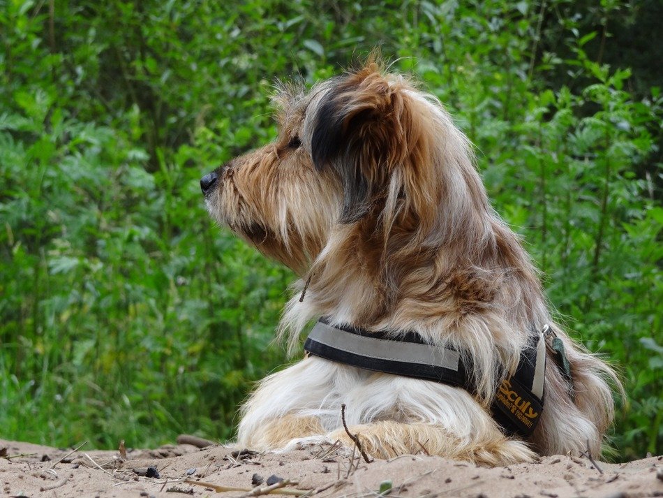 graceful domestic dog