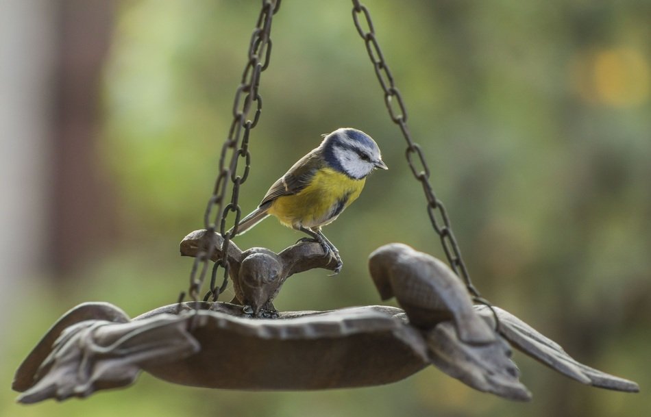 closeup picture of tiny tit on the feeding plate