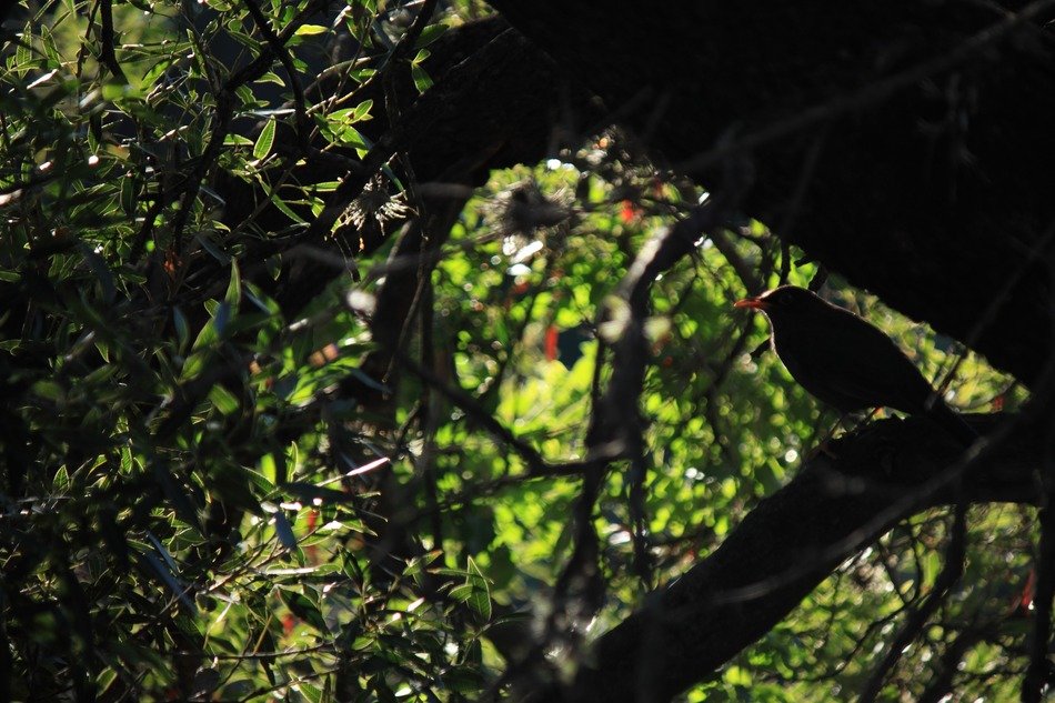 bird on a tree among the colorful foliage in light