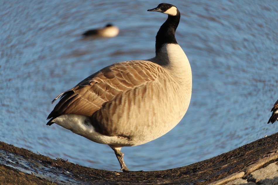 canadian goose in the wild