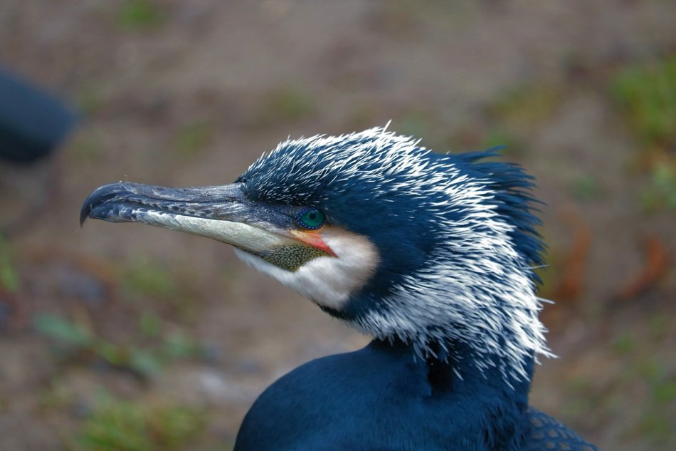 Cormorant or Phalacrocorax, bird head close up