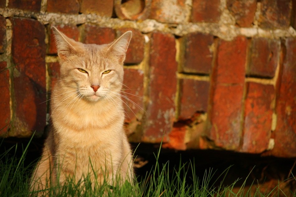 meditating domestic cat