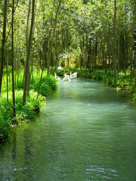 white geese swim along the channel in the park