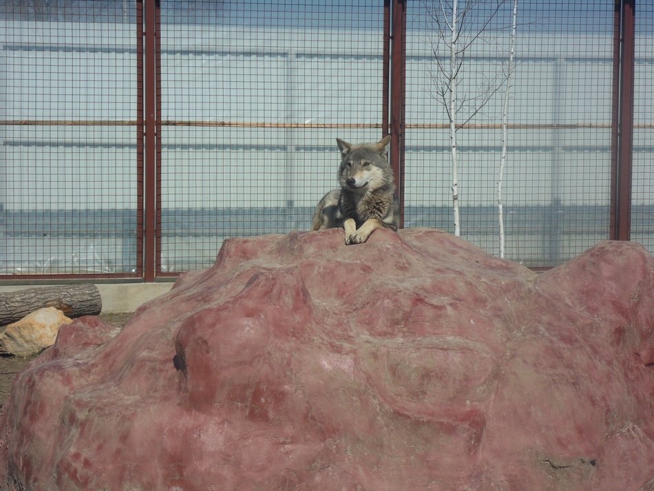 wolf akella, leader of the pack