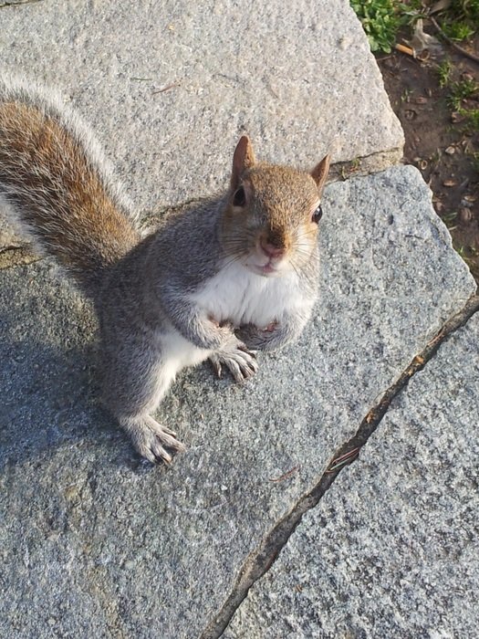 cute lovely Squirrel