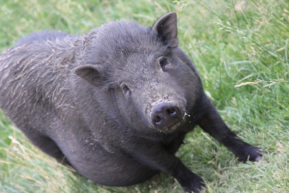 Pregnant pig in the wildlife