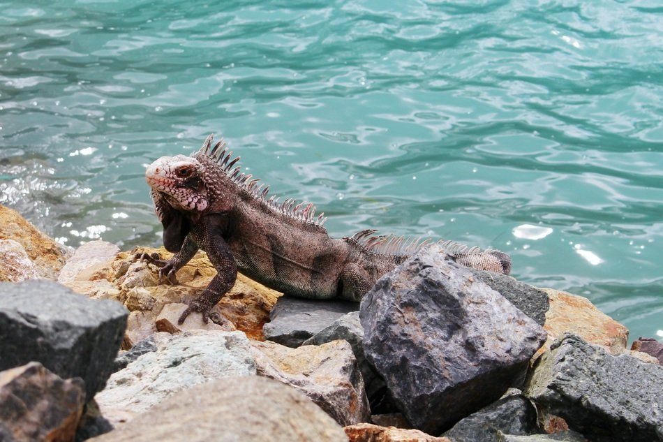 lizard on the rocky shore