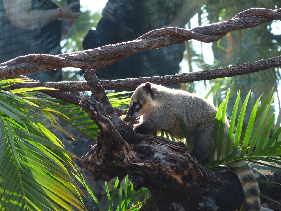 South American Coati on a tree in the jungle